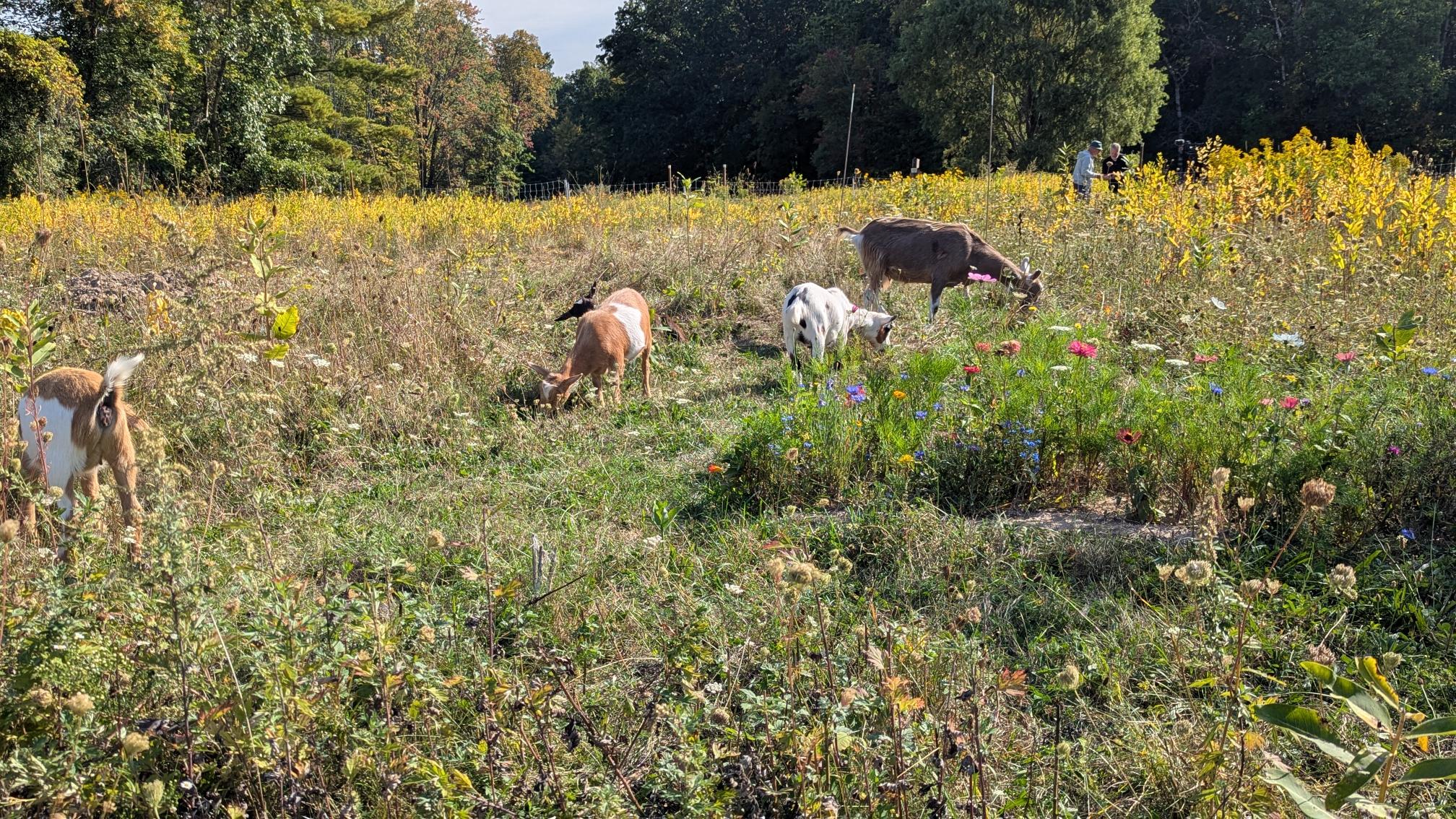 Goats in GB